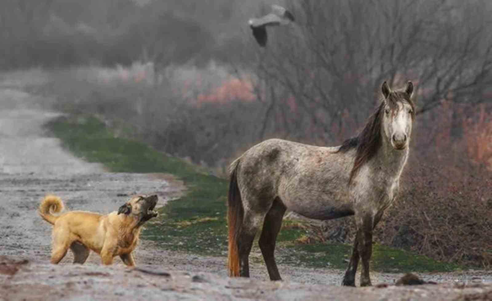 Fotoğraf tutkunu savcı: Yaban hayatı ona poz veriyor
