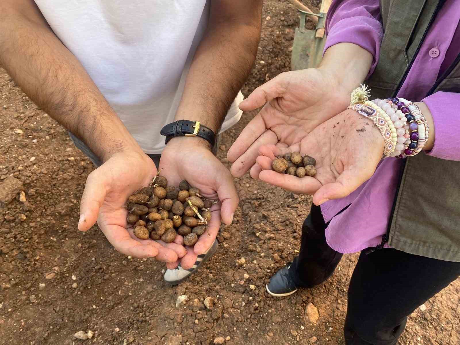 Siirt’te salep üretimi için deneme alanı kuruldu
