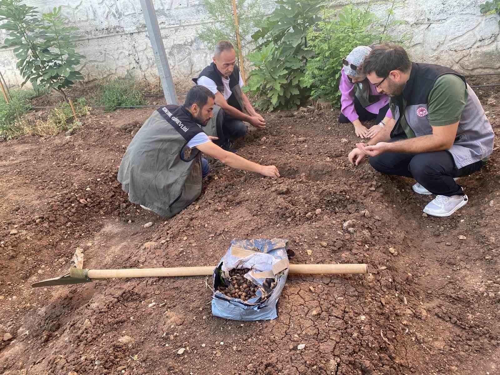 Siirt’te salep üretimi için deneme alanı kuruldu
