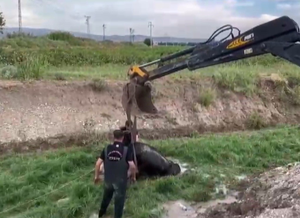 Bataklığa düşen ineği itfaiye kurtardı
