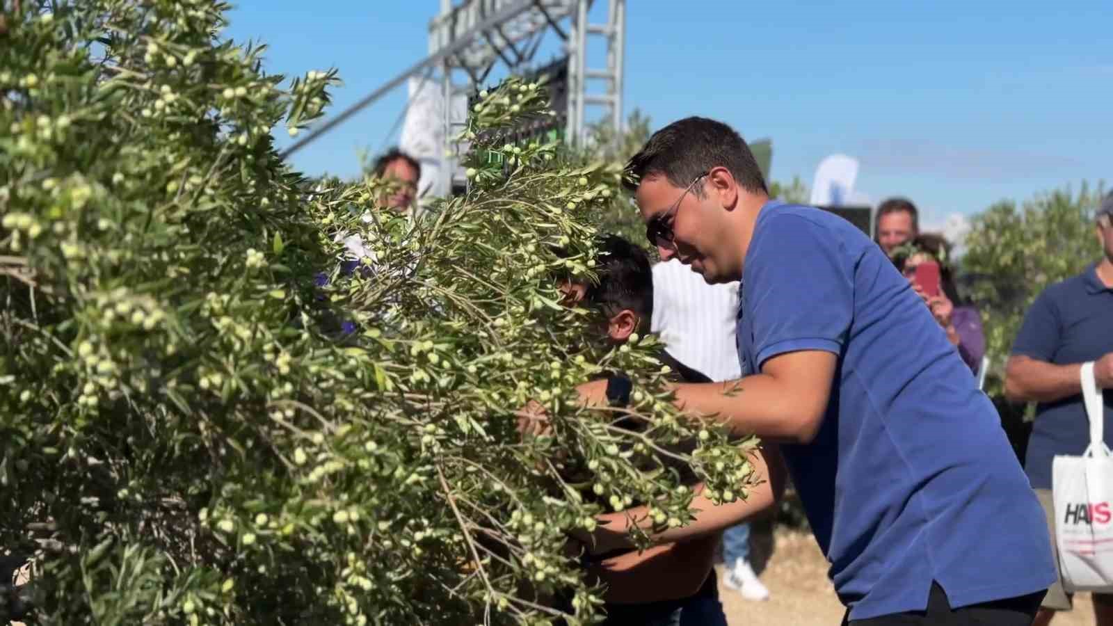 Bozcaada’da zeytin hasat yarışması renkli görüntülere sahne oldu
