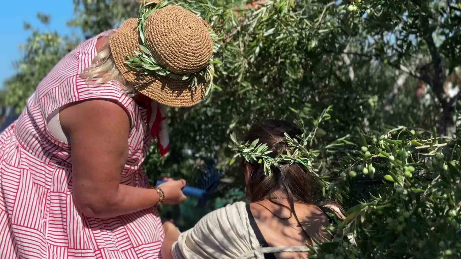 Bozcaada’da zeytin hasat yarışması renkli görüntülere sahne oldu
