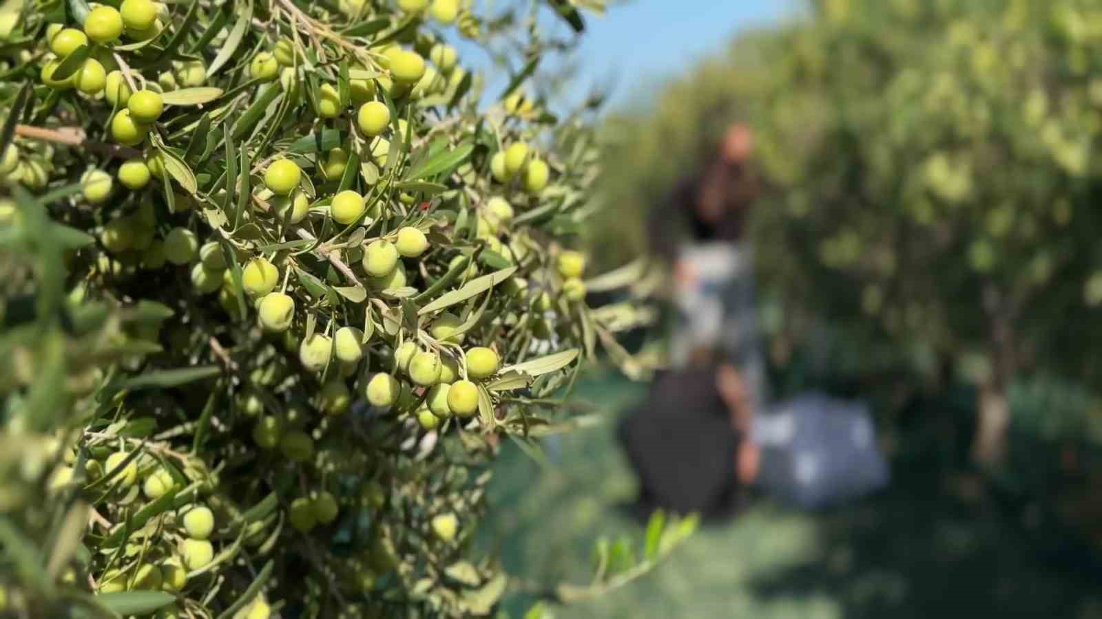 Bozcaada’da zeytin hasat yarışması renkli görüntülere sahne oldu
