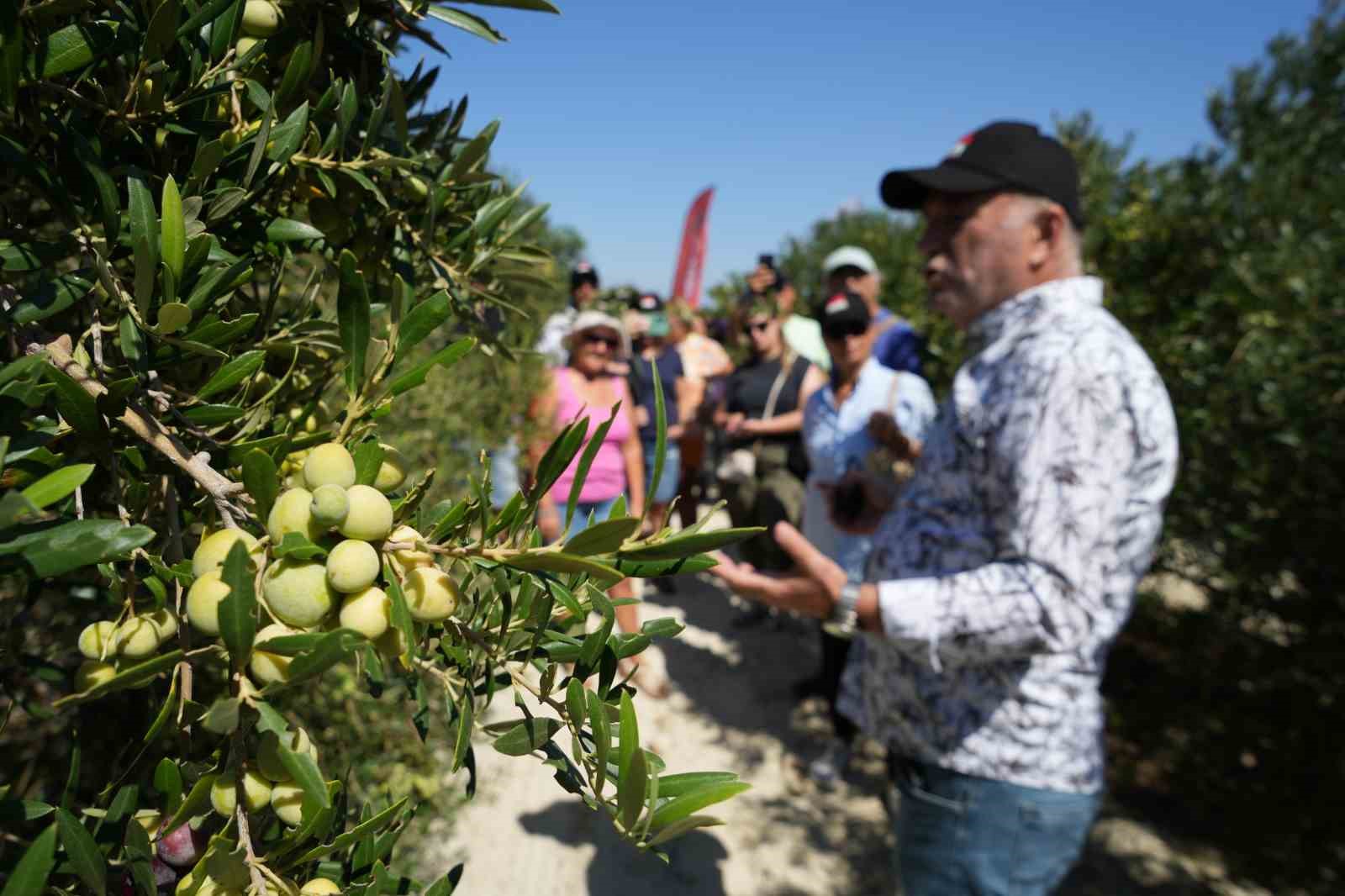 Bozcaada’da zeytin hasat yarışması renkli görüntülere sahne oldu
