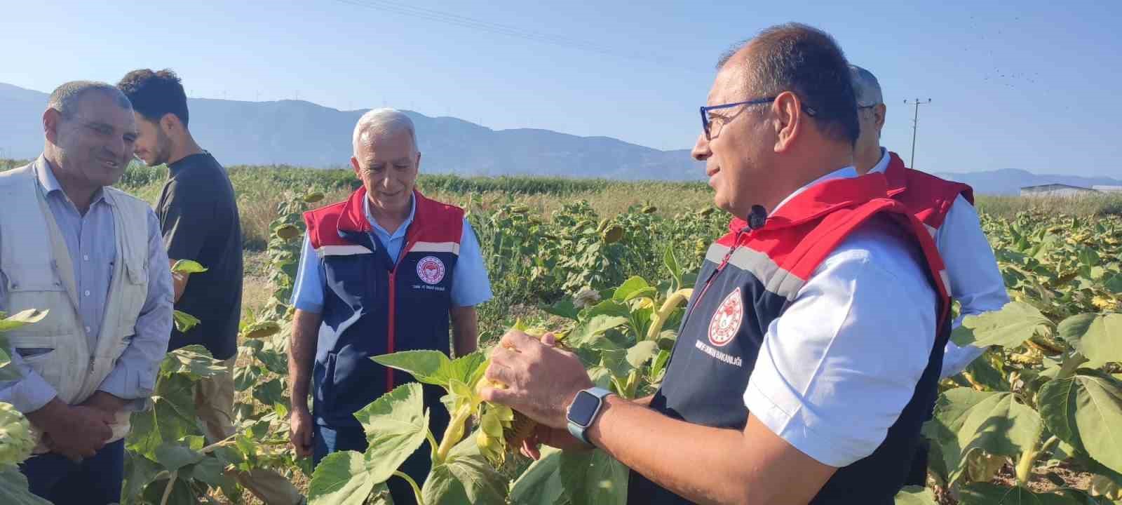 Aydın’da ayçiçeği hasadı öncesi üreticilere destek müjdesi
