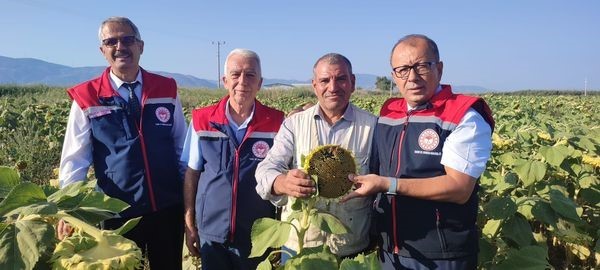 Aydın’da ayçiçeği hasadı öncesi üreticilere destek müjdesi
