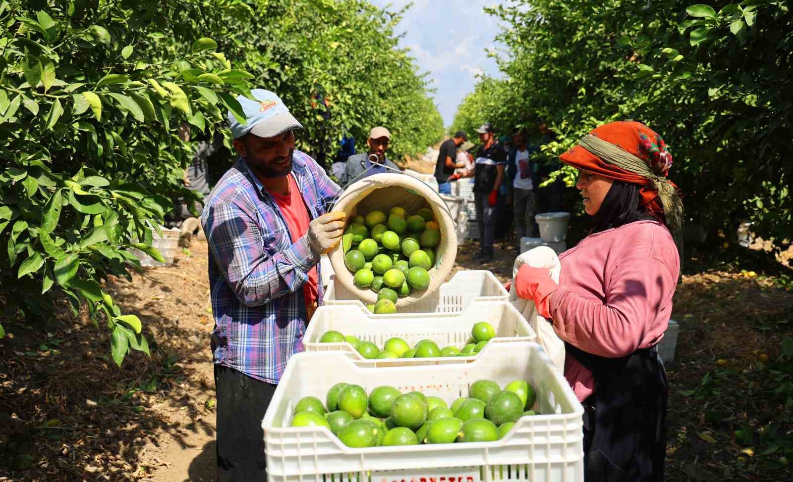 Limon bahçede 8, market ve pazarda 25 lira
