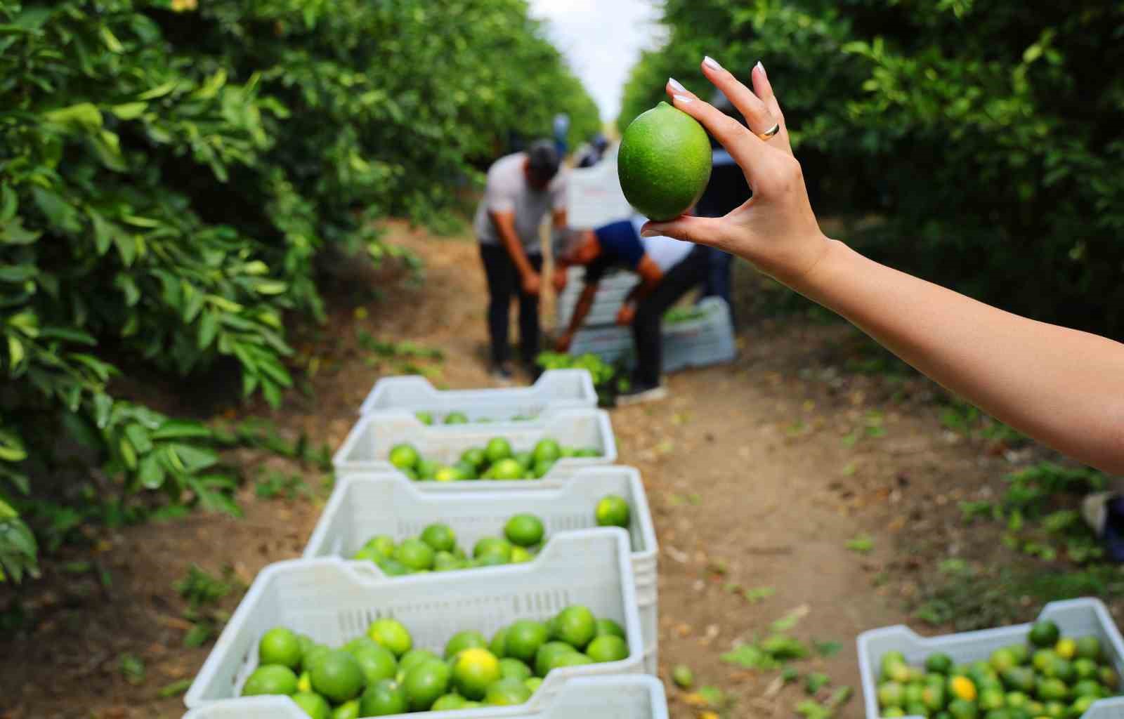 Limon bahçede 8, market ve pazarda 25 lira
