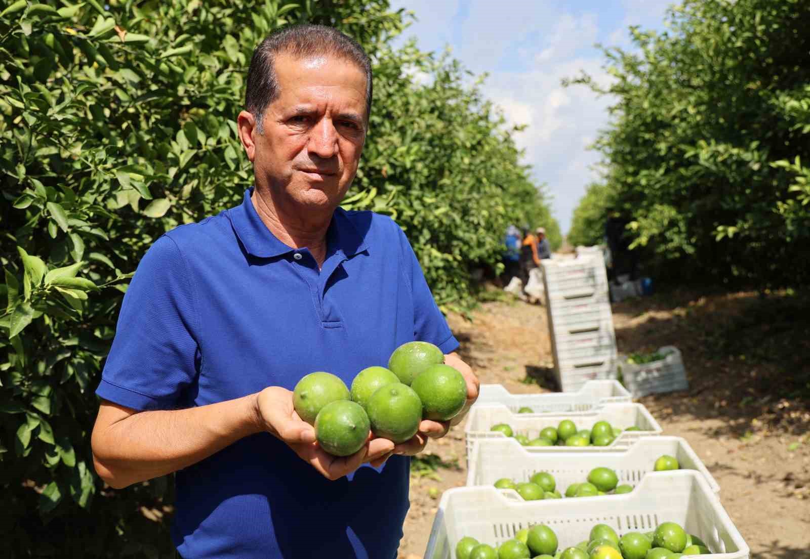 Limon bahçede 8, market ve pazarda 25 lira
