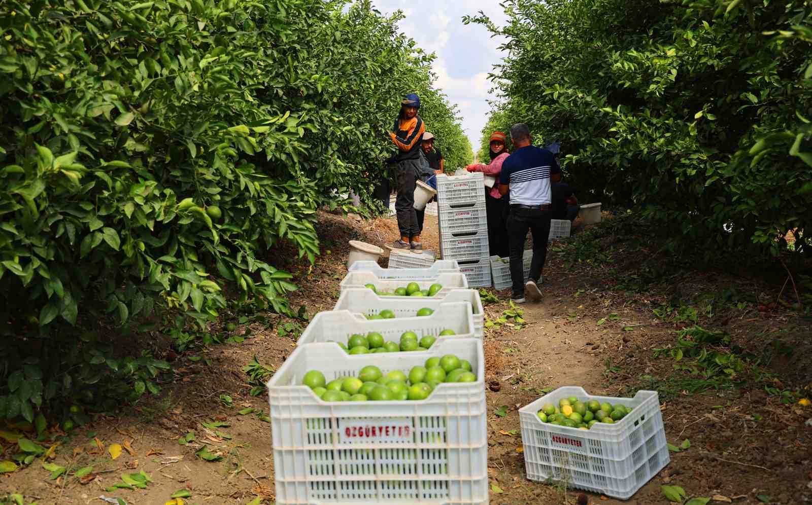 Limon bahçede 8, market ve pazarda 25 lira
