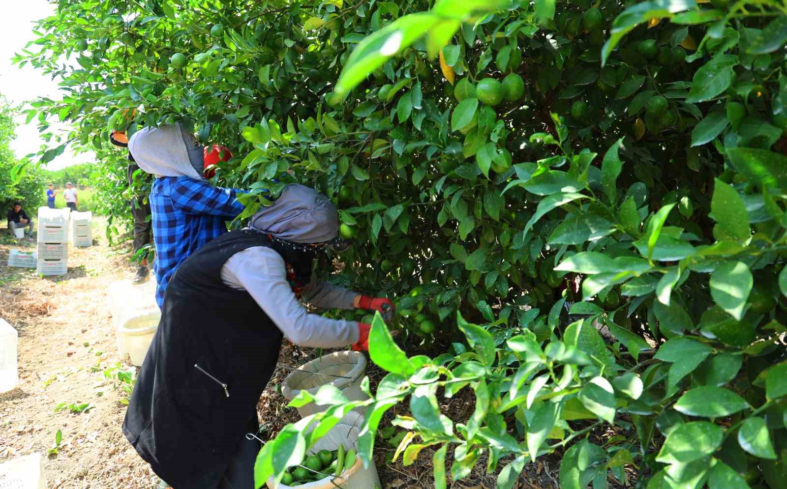 Limon bahçede 8, market ve pazarda 25 lira
