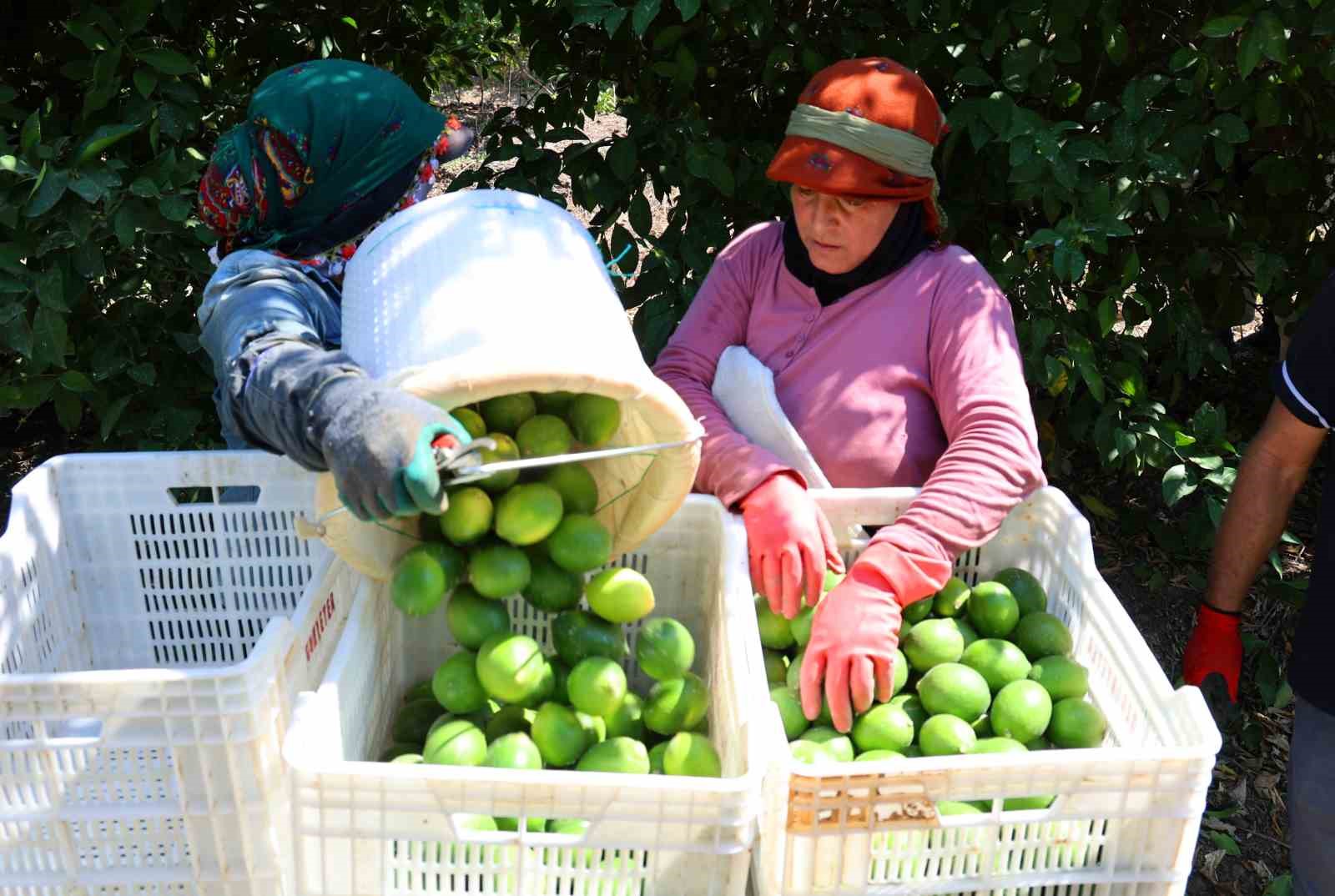 Limon bahçede 8, market ve pazarda 25 lira
