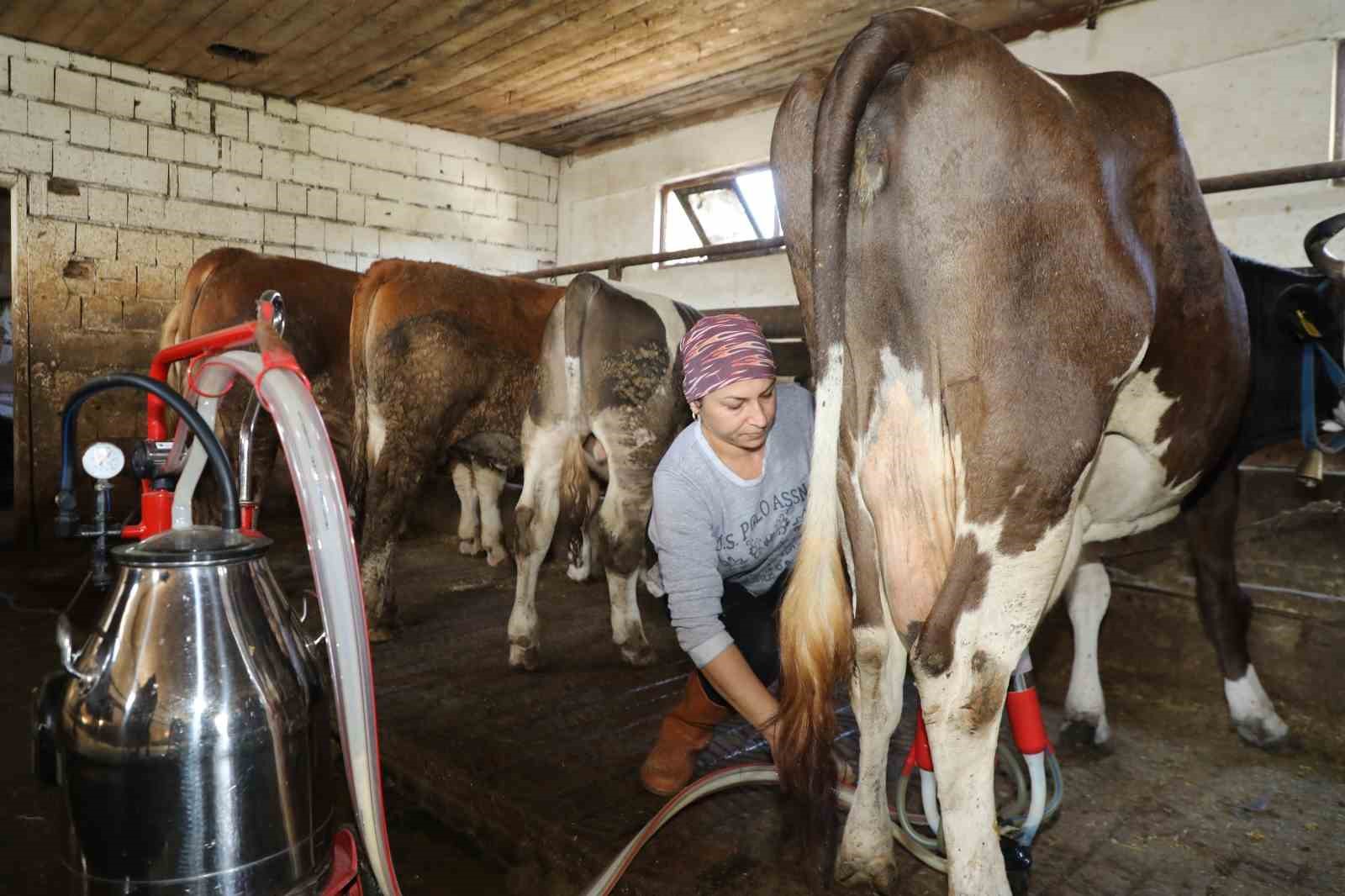 Üreten kadın: Tek başına 20 büyükbaş hayvana bakıyor
