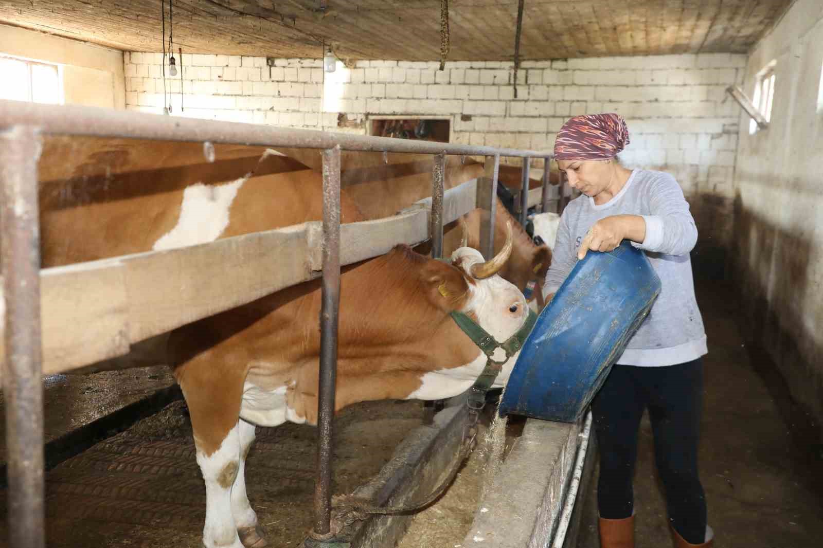 Üreten kadın: Tek başına 20 büyükbaş hayvana bakıyor
