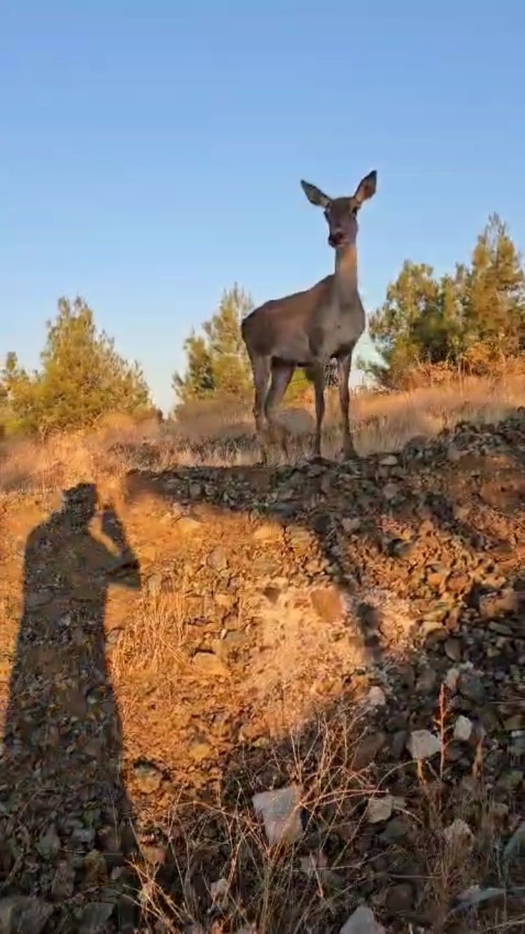 Doğaya bırakılan kızıl geyik, vatandaşlara kendini sevdirdi
