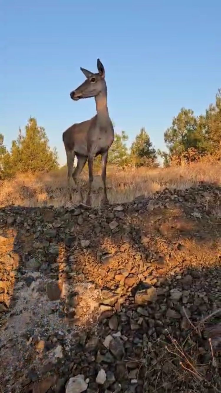 Doğaya bırakılan kızıl geyik, vatandaşlara kendini sevdirdi
