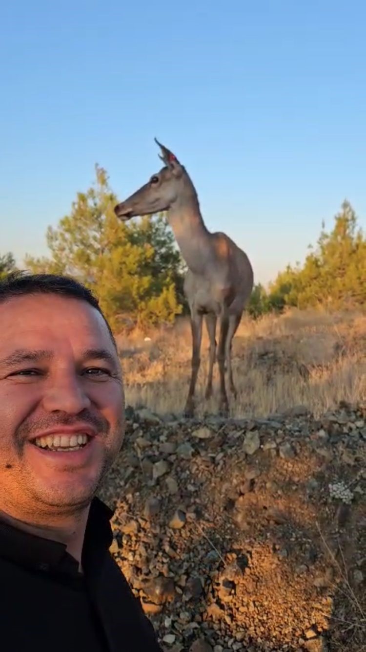 Doğaya bırakılan kızıl geyik, vatandaşlara kendini sevdirdi
