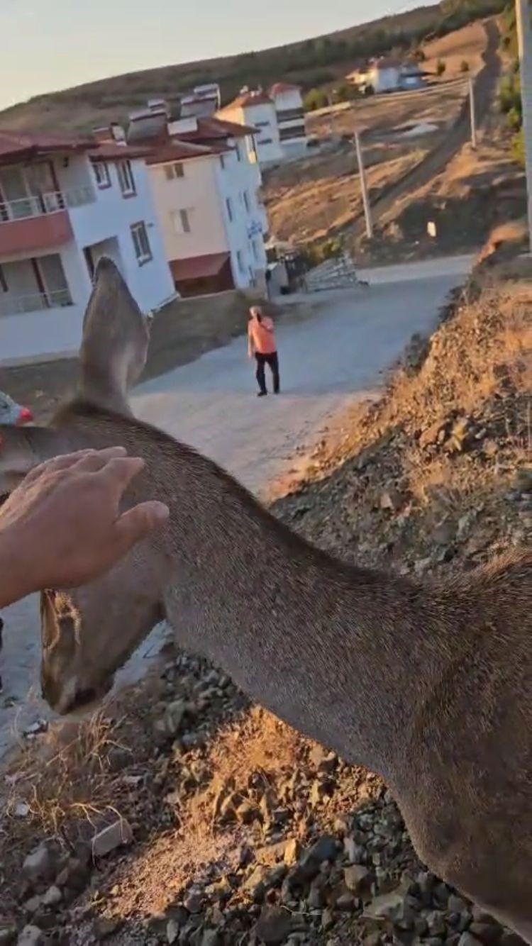 Doğaya bırakılan kızıl geyik, vatandaşlara kendini sevdirdi
