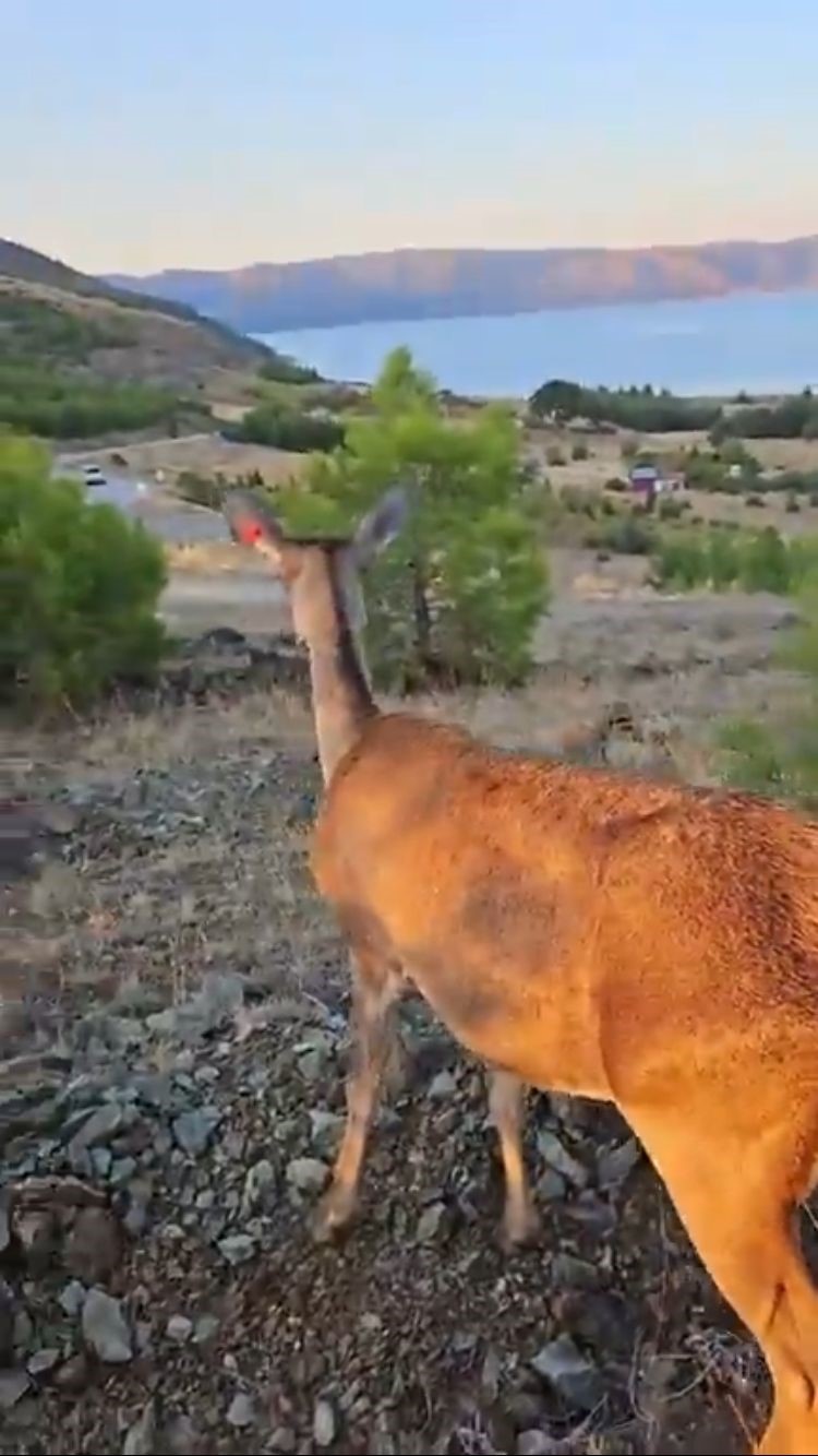 Doğaya bırakılan kızıl geyik, vatandaşlara kendini sevdirdi
