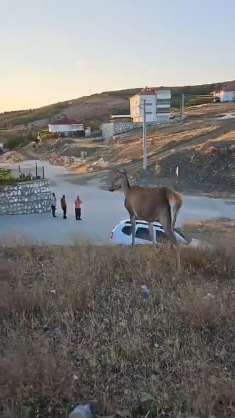 Doğaya bırakılan kızıl geyik, vatandaşlara kendini sevdirdi
