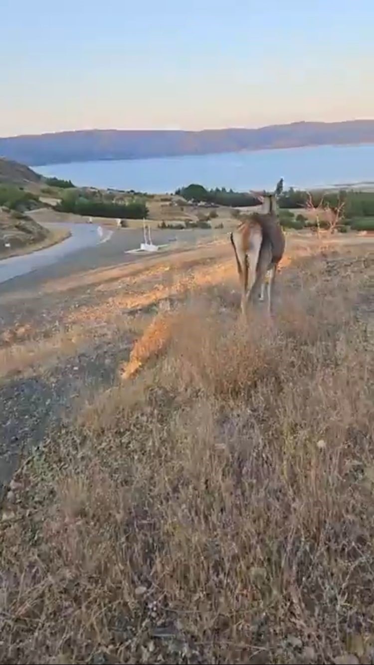 Doğaya bırakılan kızıl geyik, vatandaşlara kendini sevdirdi
