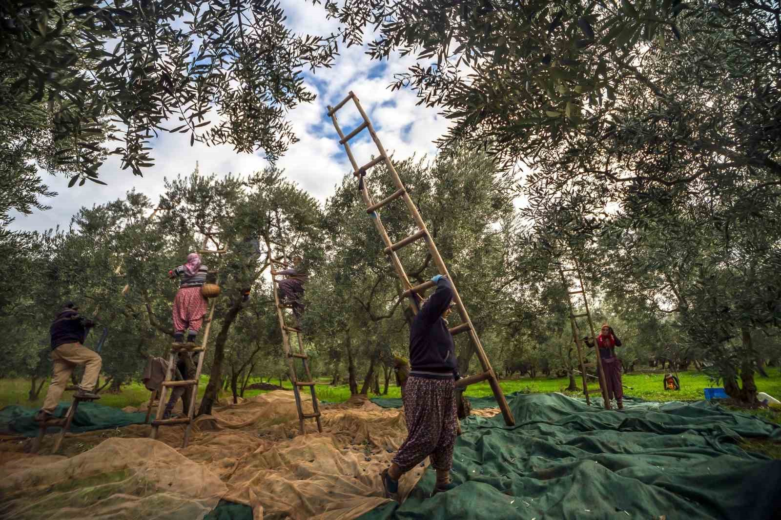 Orhangazi’de zeytin rekolte beyanı 2 bin 600 tonu buldu
