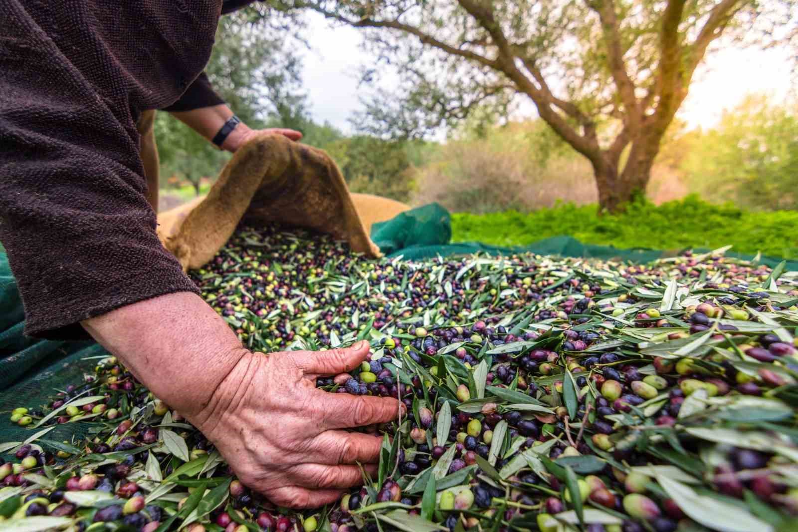 Orhangazi’de zeytin rekolte beyanı 2 bin 600 tonu buldu
