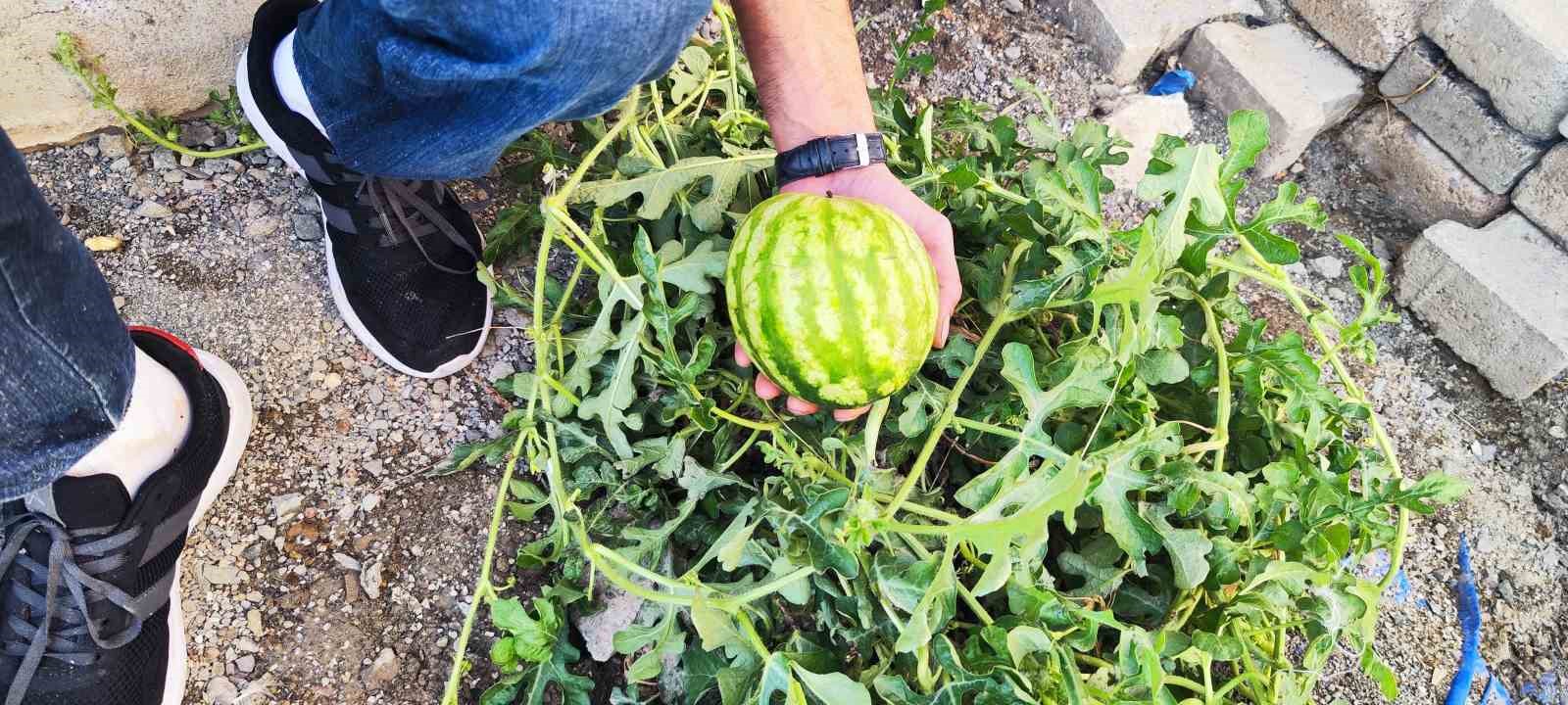 Öyle bir yerde yetişti ki, görenleri hayrete düşürdü
