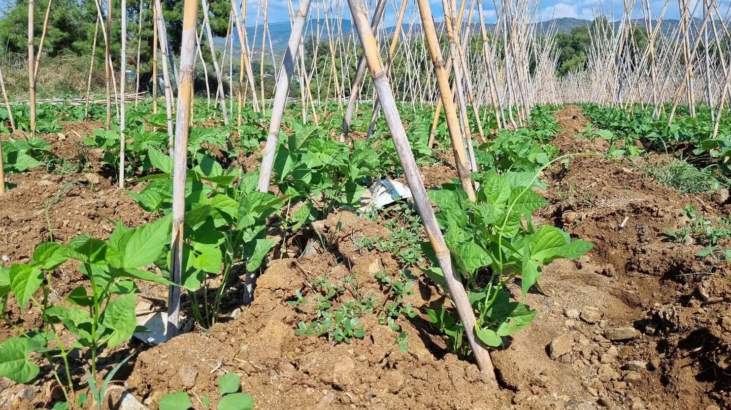 Fethiye’de baklagil üretimi destekleniyor
