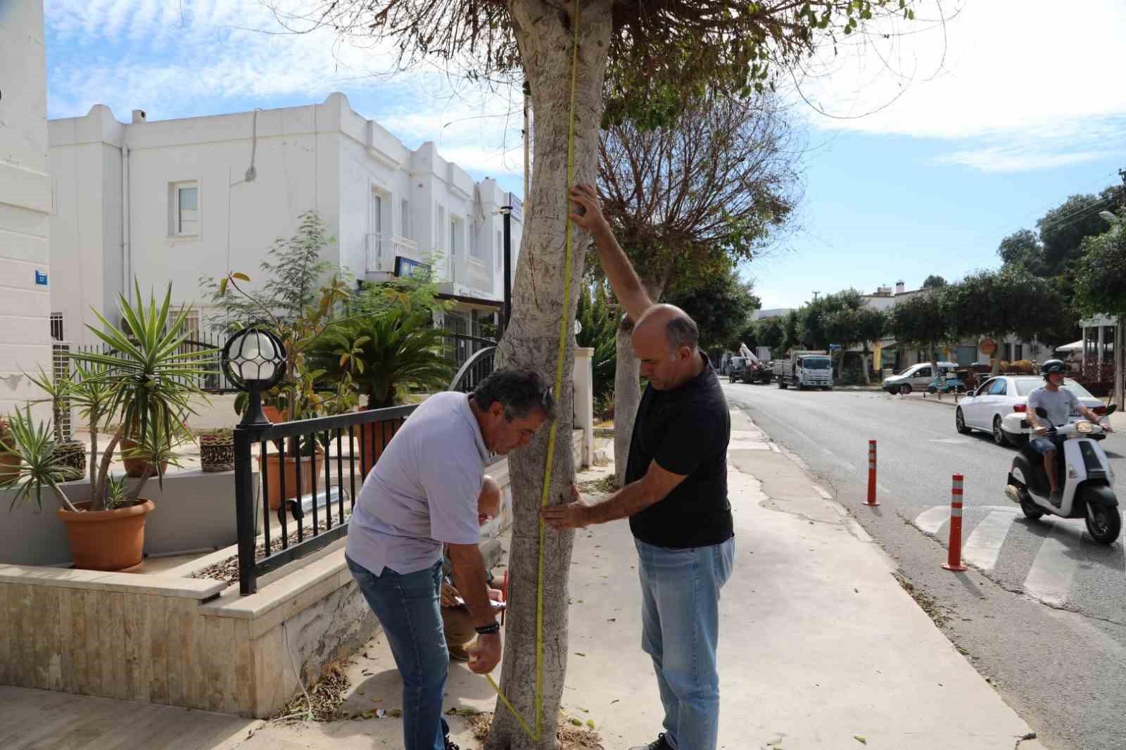 Bodrum’da ağaçlara zarar verenler tespit edilecek
