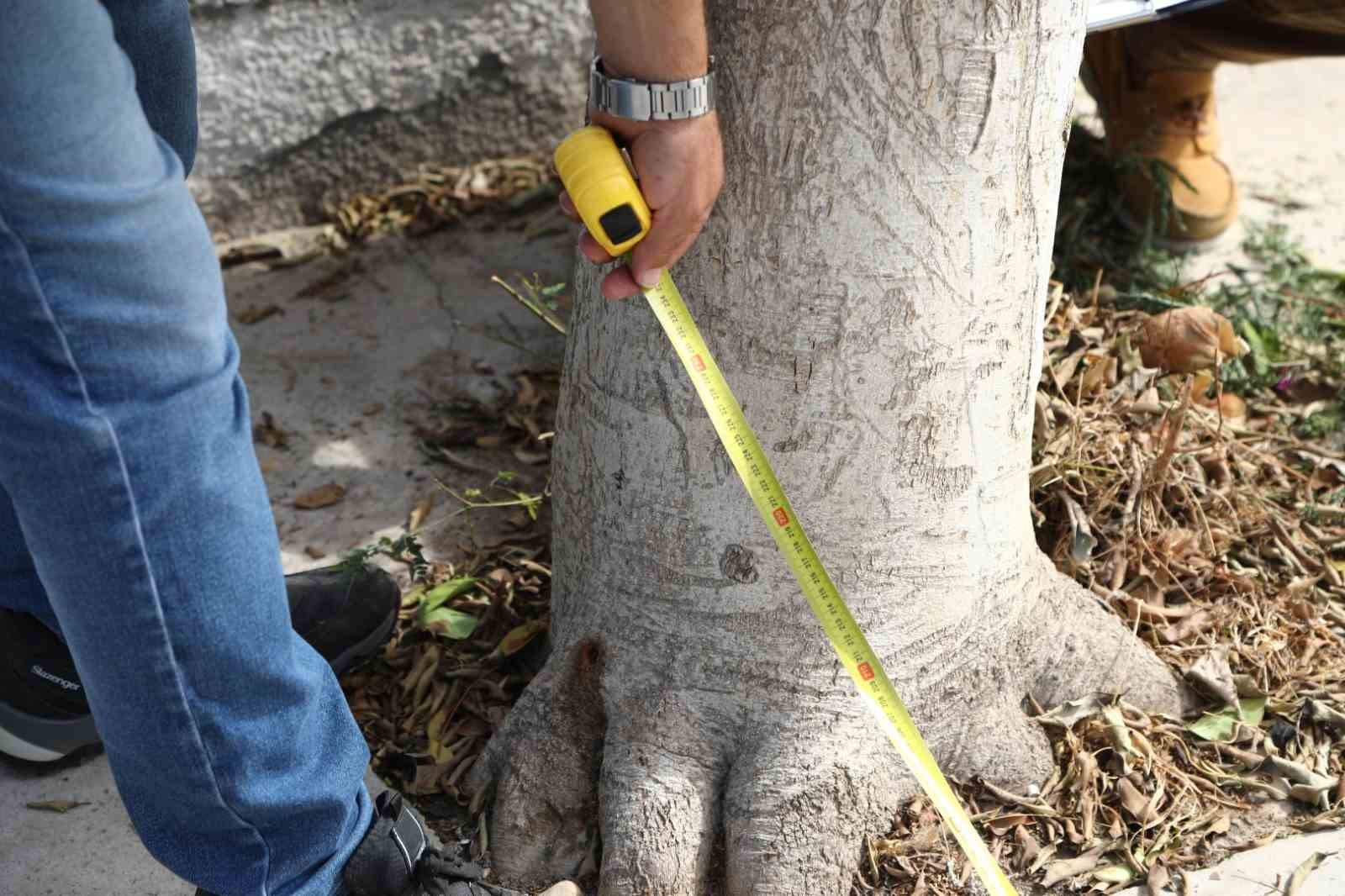 Bodrum’da ağaçlara zarar verenler tespit edilecek
