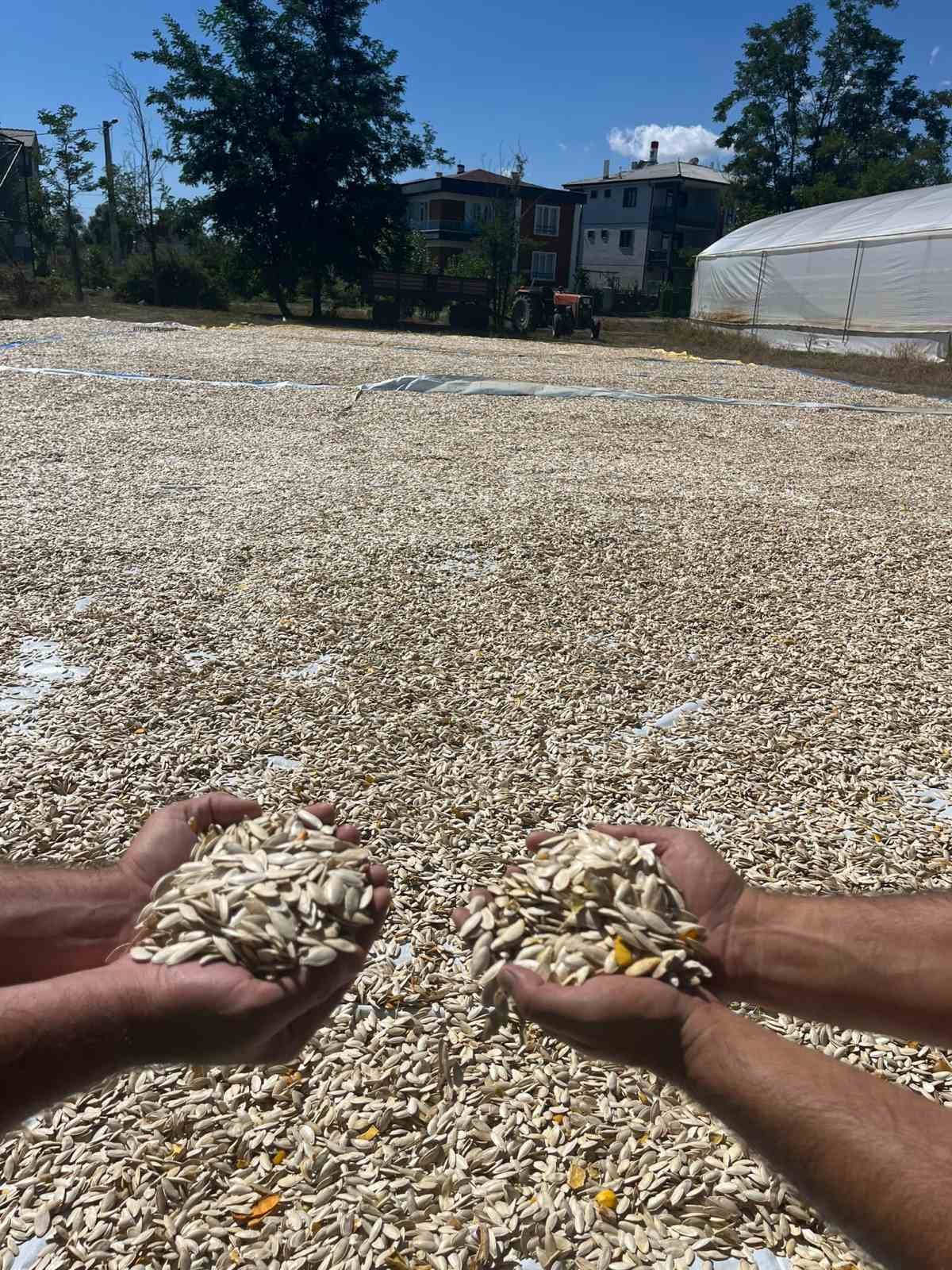 Beyşehir’de çerezlik kabak çekirdeği üretimi
