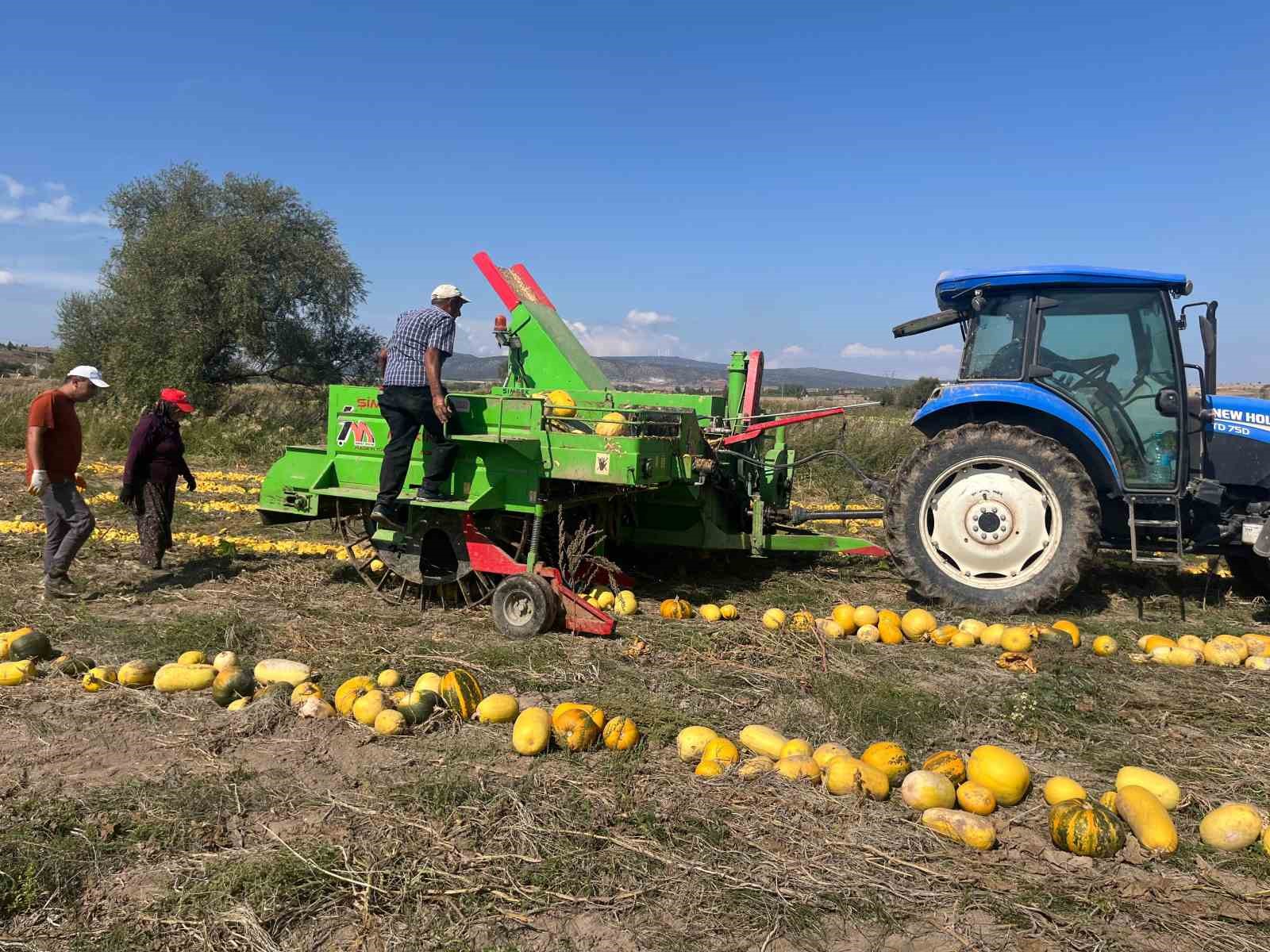 Beyşehir’de çerezlik kabak çekirdeği üretimi
