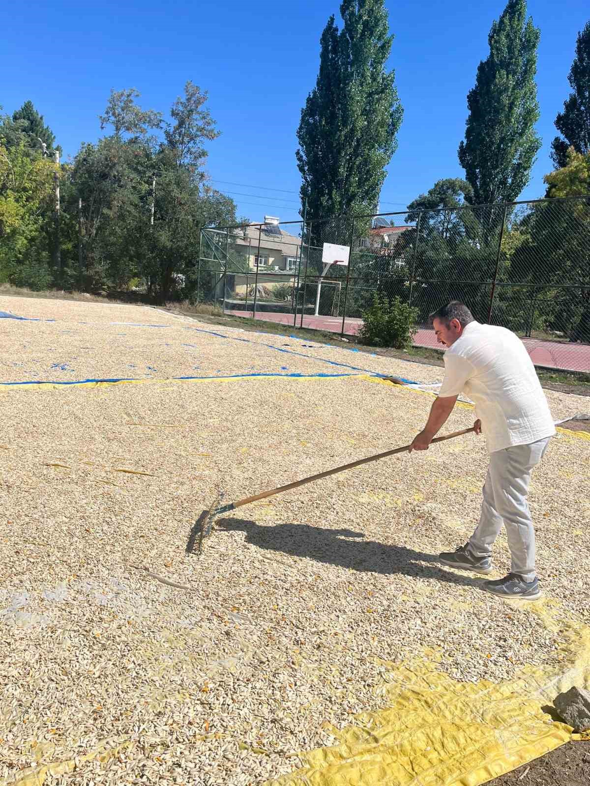 Beyşehir’de çerezlik kabak çekirdeği üretimi
