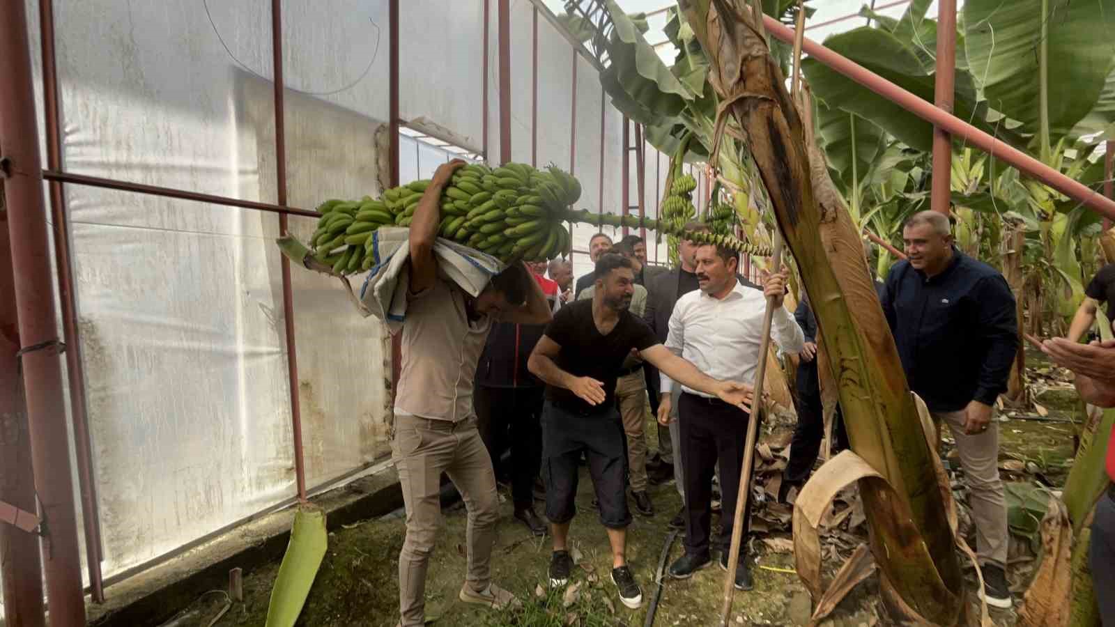 Afetzede kardeşler deprem bölgesinde 120 dönüm serada muz üretiyor
