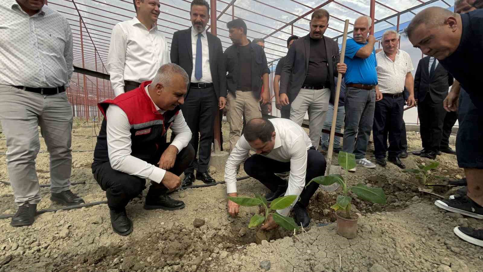 Afetzede kardeşler deprem bölgesinde 120 dönüm serada muz üretiyor
