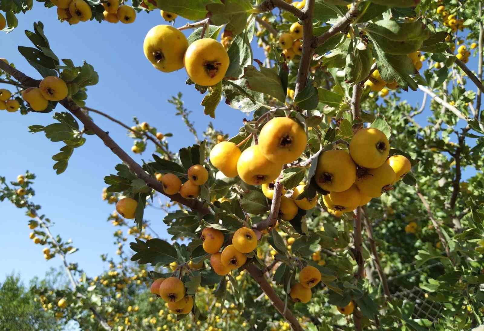 Sonbaharın aromatik meyvesi ‘alıç’ tezgahtaki yerini aldı
