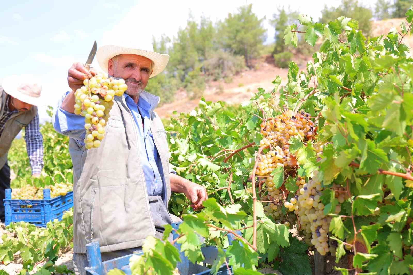 Kahramanmaraş’ta şıra telaşı başladı
