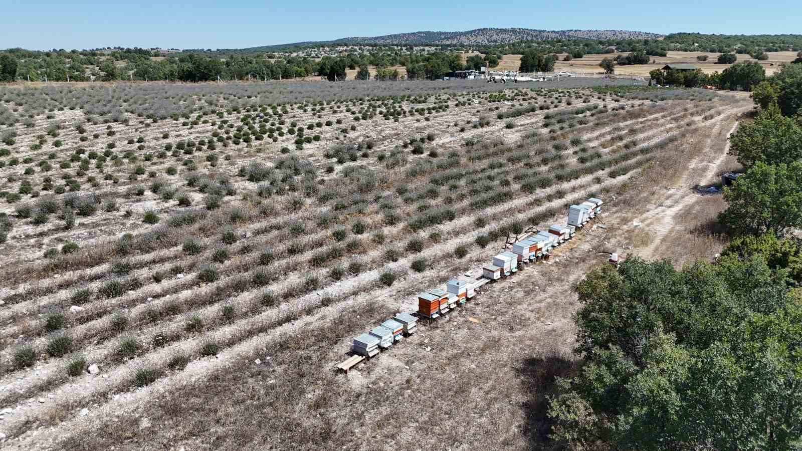 Aldığı devlet desteği ile 30 kovanda lavanta balı üretiyor
