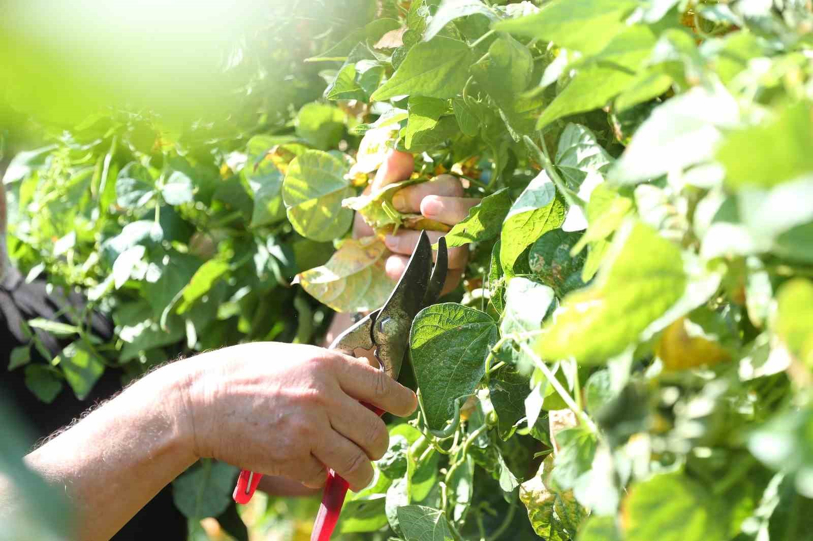 Merkezefendi’de hobi bahçesi başvuruları başlıyor
