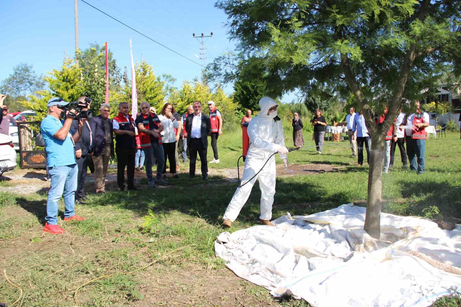 Kahverengi kokarca ile mücadele: Fındık bahçeleri kışlak öncesi ilaçlandı
