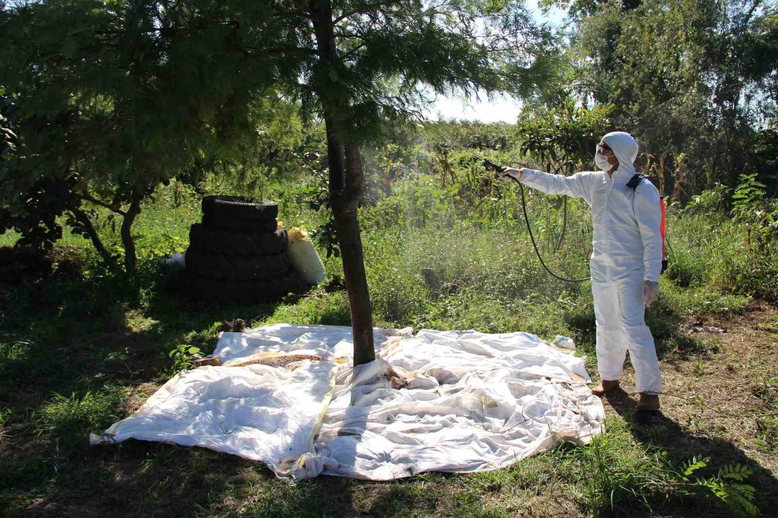 Kahverengi kokarca ile mücadele: Fındık bahçeleri kışlak öncesi ilaçlandı
