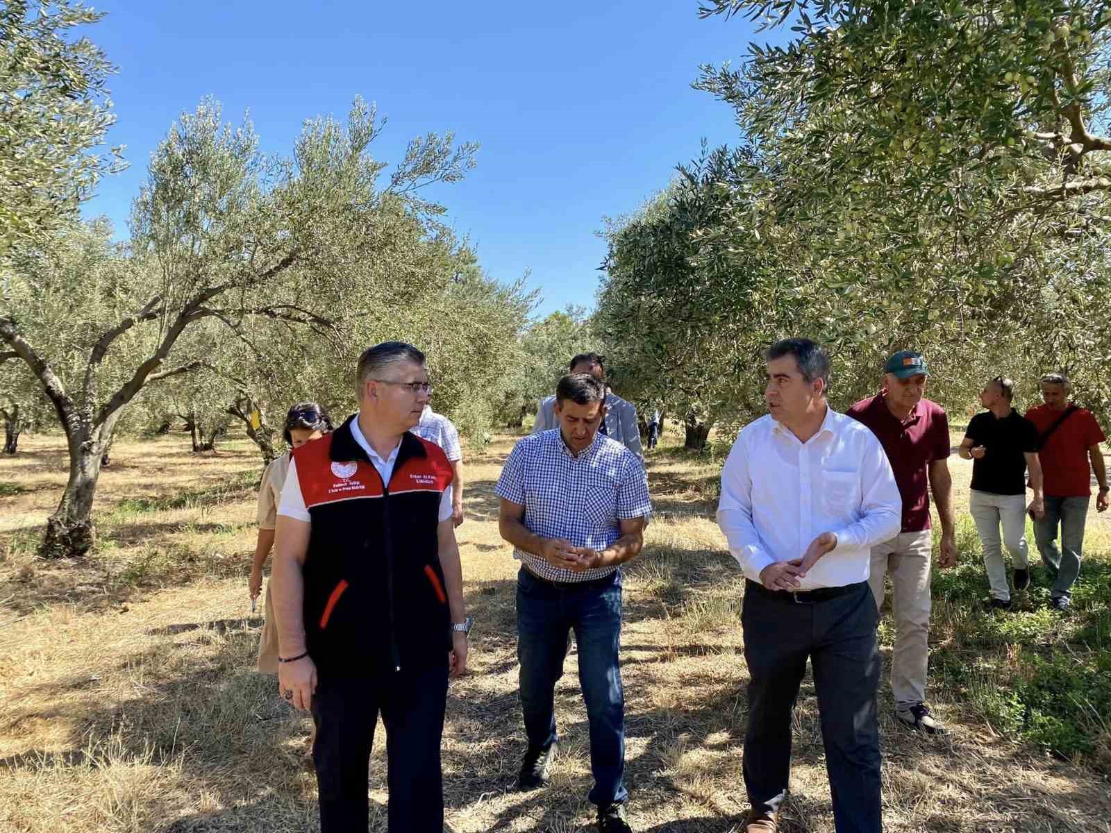 Balıkesir’de zeytin sineğiyle mücadelede sürüyor
