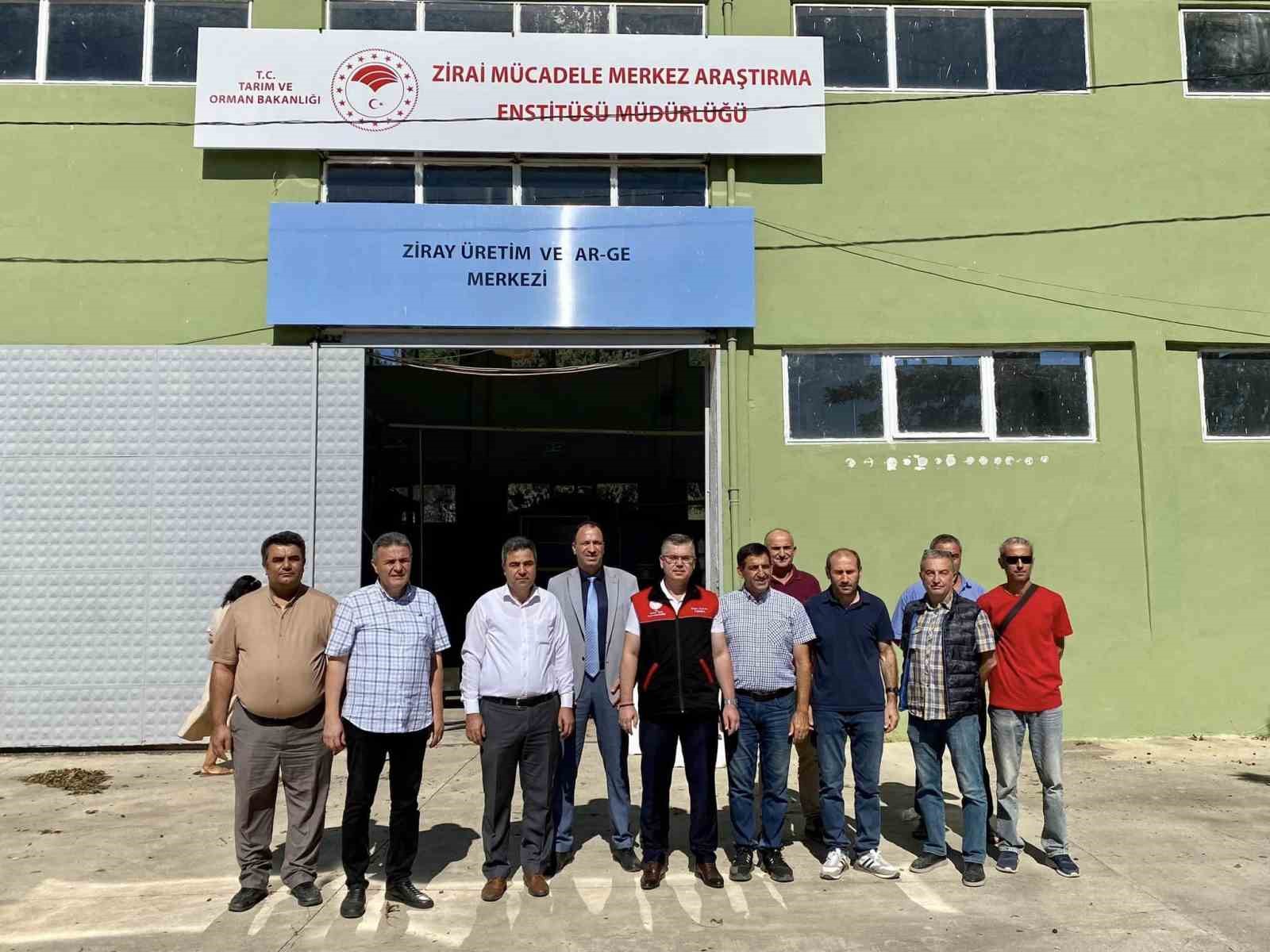 Balıkesir’de zeytin sineğiyle mücadelede sürüyor
