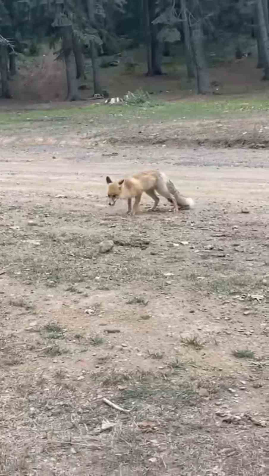 Yanlarına gelen tilkiyi ekmekle beslediler
