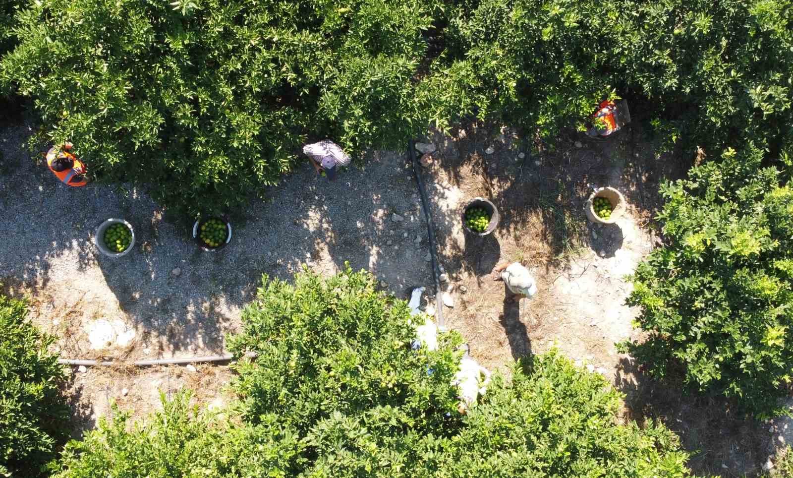 Yılda 1 milyon tondan fazla üretiliyor: Limonun başkentinde hasat başladı
