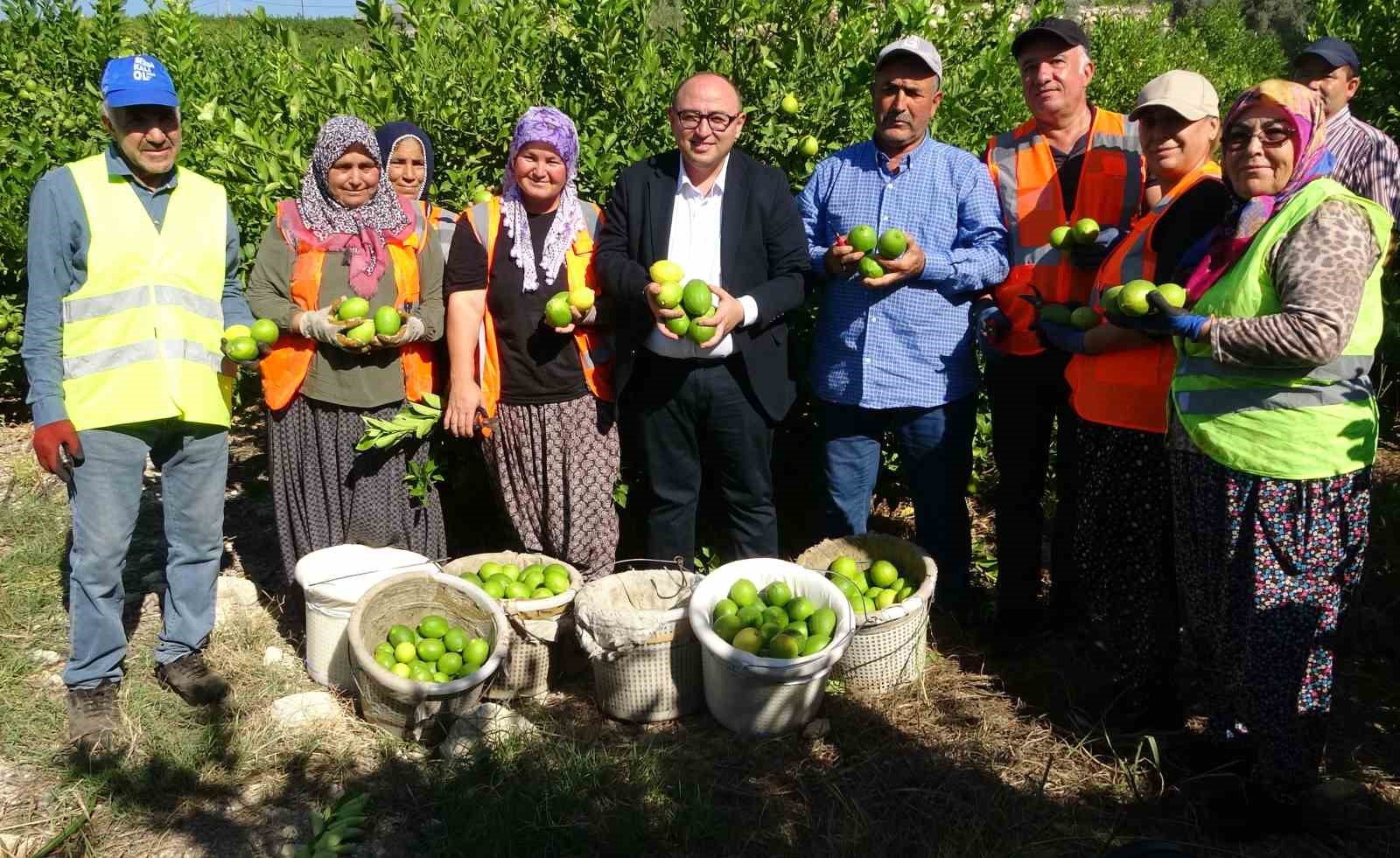 Yılda 1 milyon tondan fazla üretiliyor: Limonun başkentinde hasat başladı
