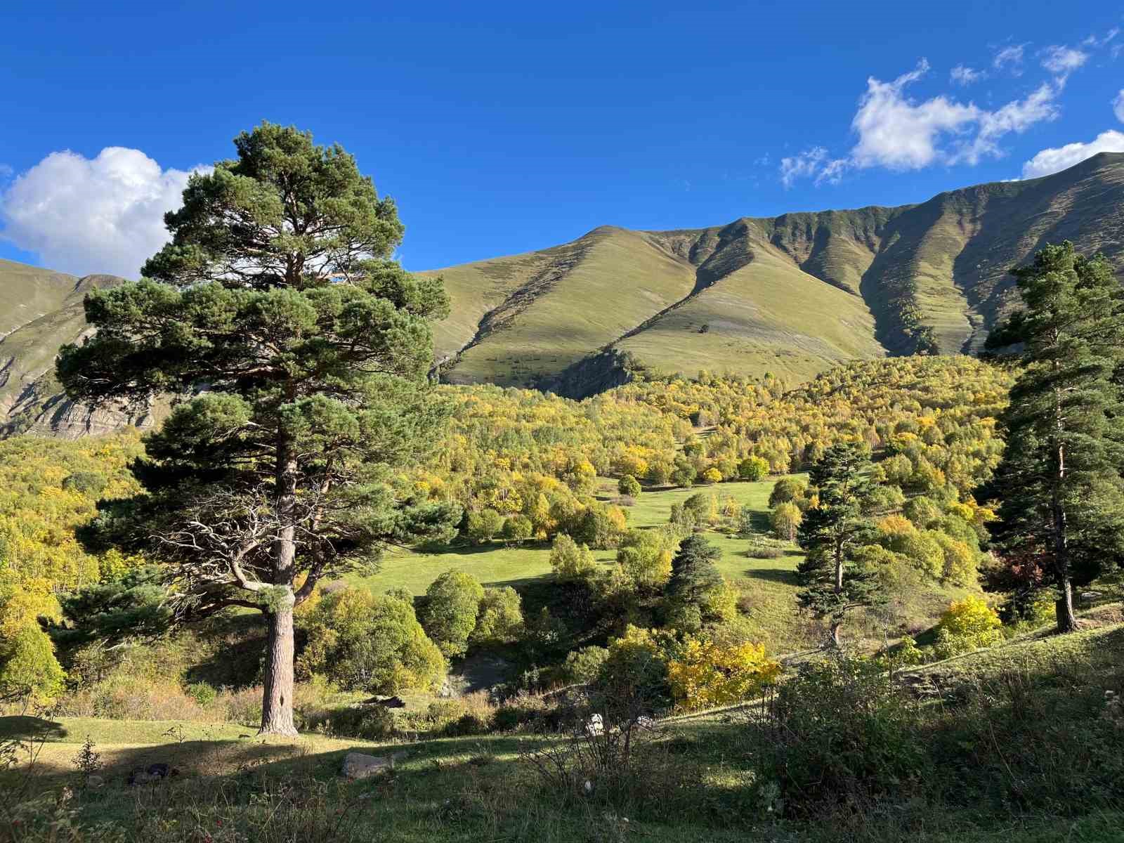 Artvin’de sonbahar ilk bu köye uğruyor
