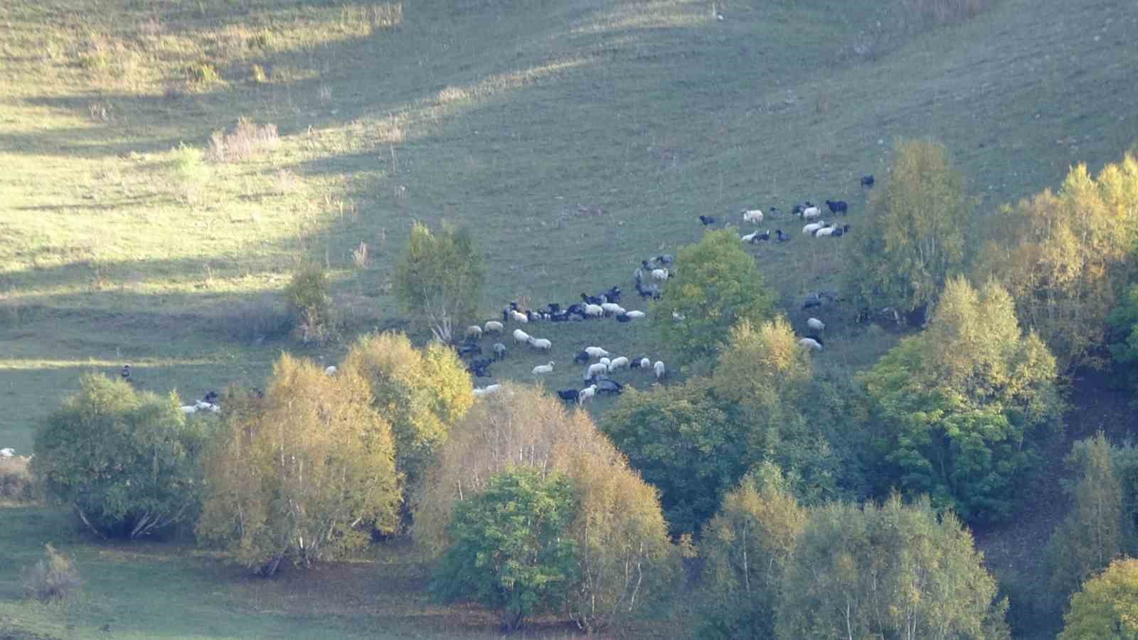 Artvin’de sonbahar ilk bu köye uğruyor
