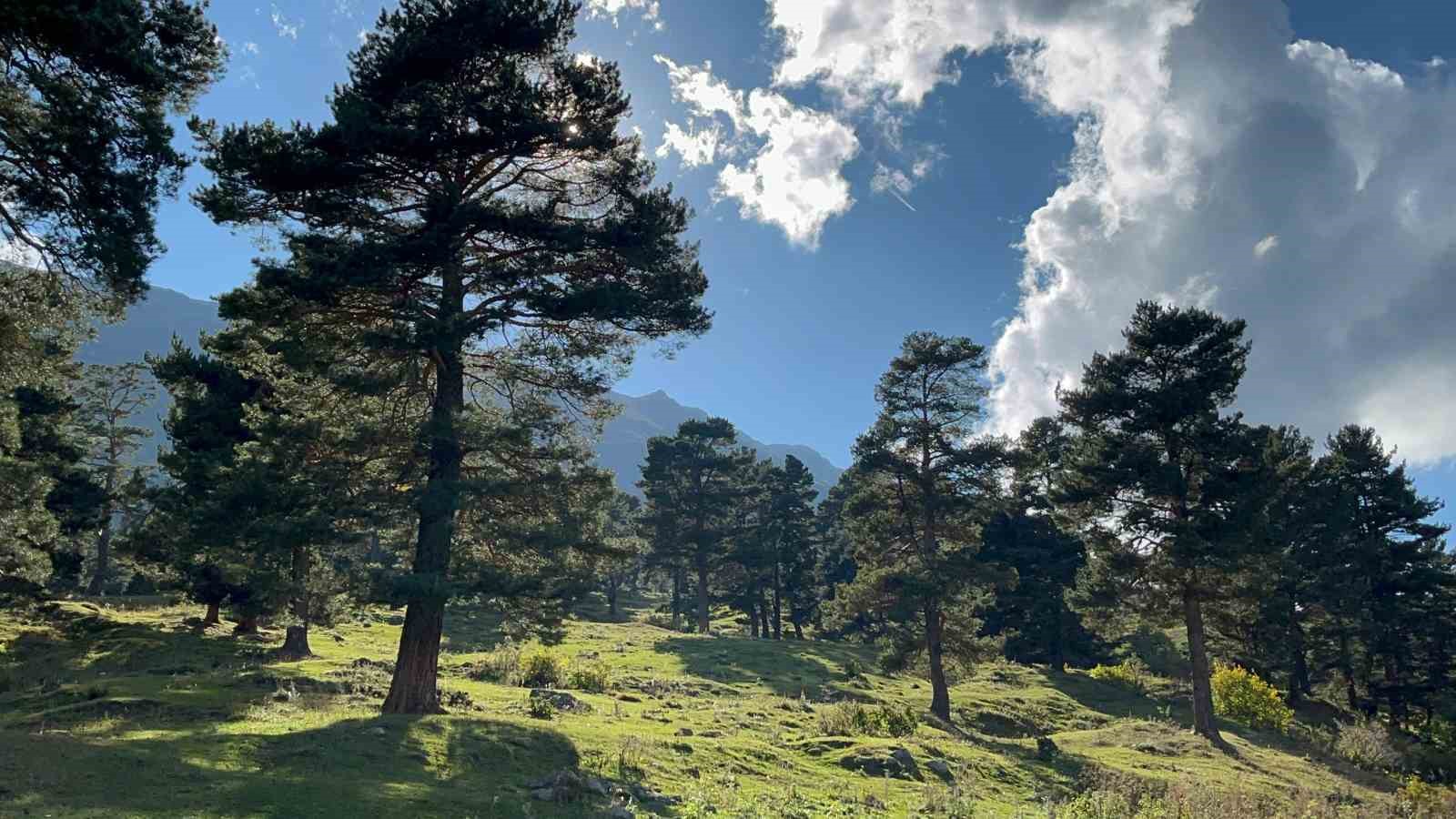 Artvin’de sonbahar ilk bu köye uğruyor
